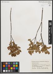 Foto von Salix myrtilloides L.
